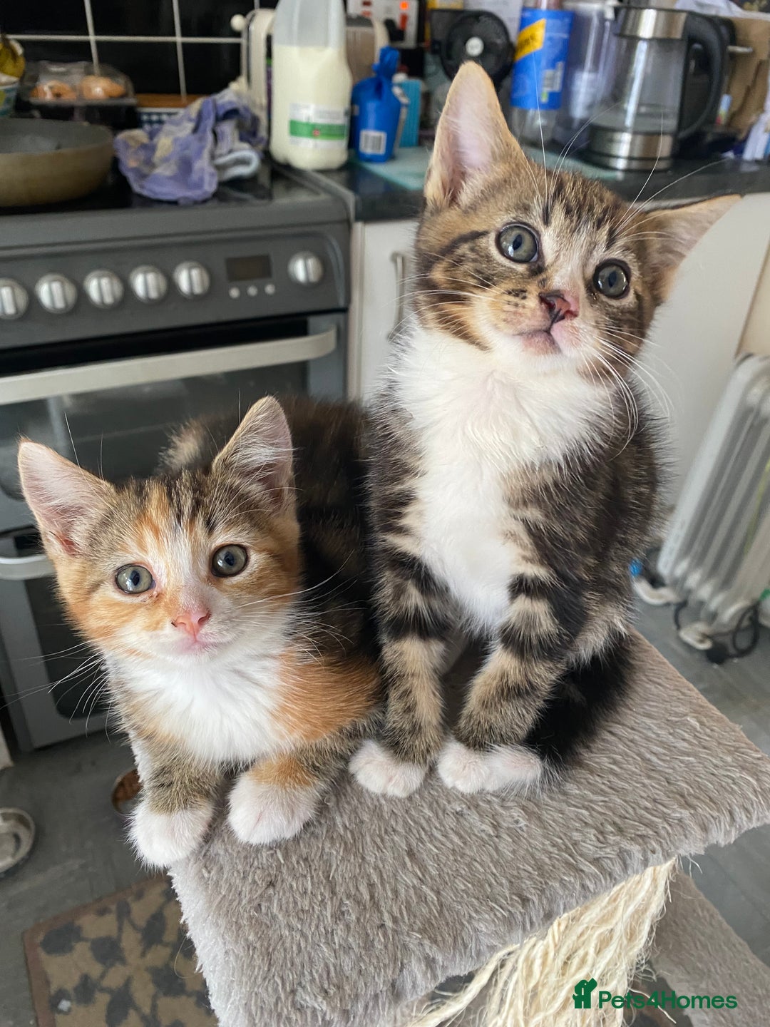 British Longhair cats for sale: 4 Beautiful tabby kittens - Image 8