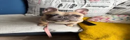 French Bulldog dogs for sale: French bulldog to a loving home in Wakefield - Advert 8