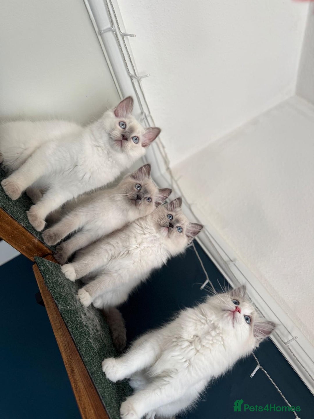 Ragdoll cats for stud: Active Gccf Blue bi Ragdoll in Grantham - Image 16