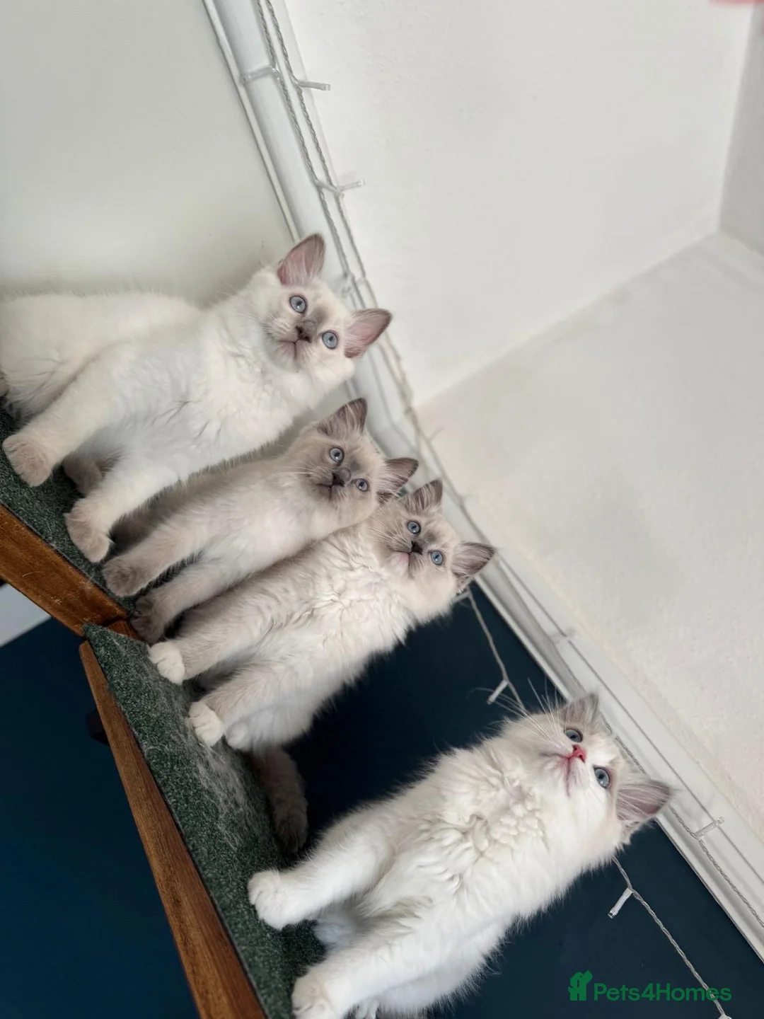 Ragdoll cats for stud: Active Gccf Blue bi Ragdoll in Grantham - Advert 16