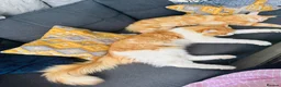 Maine Coon cats for sale: Pure breed Maine coon kittens  - Advert 3