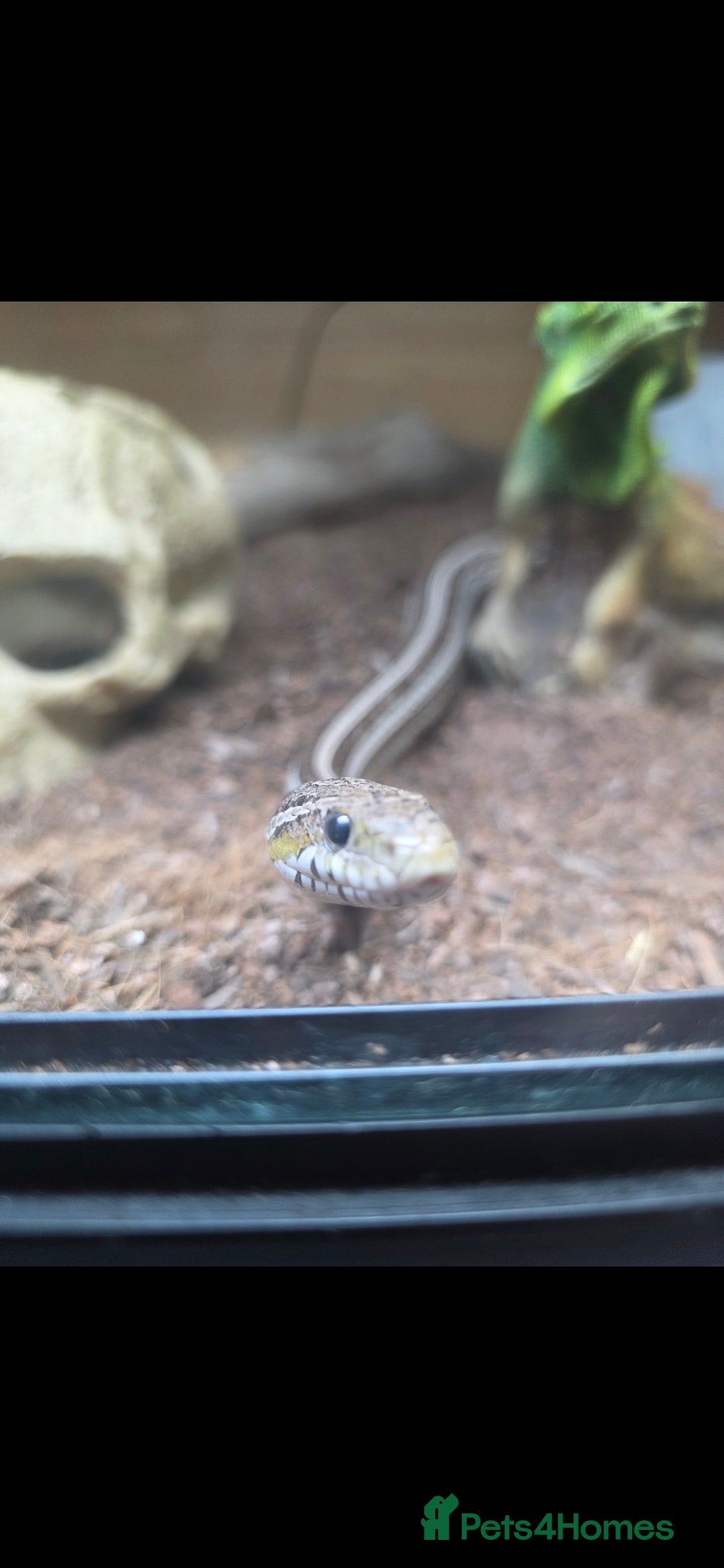 Corn Snake reptiles for sale: Tessera Corn Snake Looking for home  - Advert 3