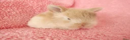 Mini Lop rabbits for sale: Baby mini lops for sale  - Advert 6