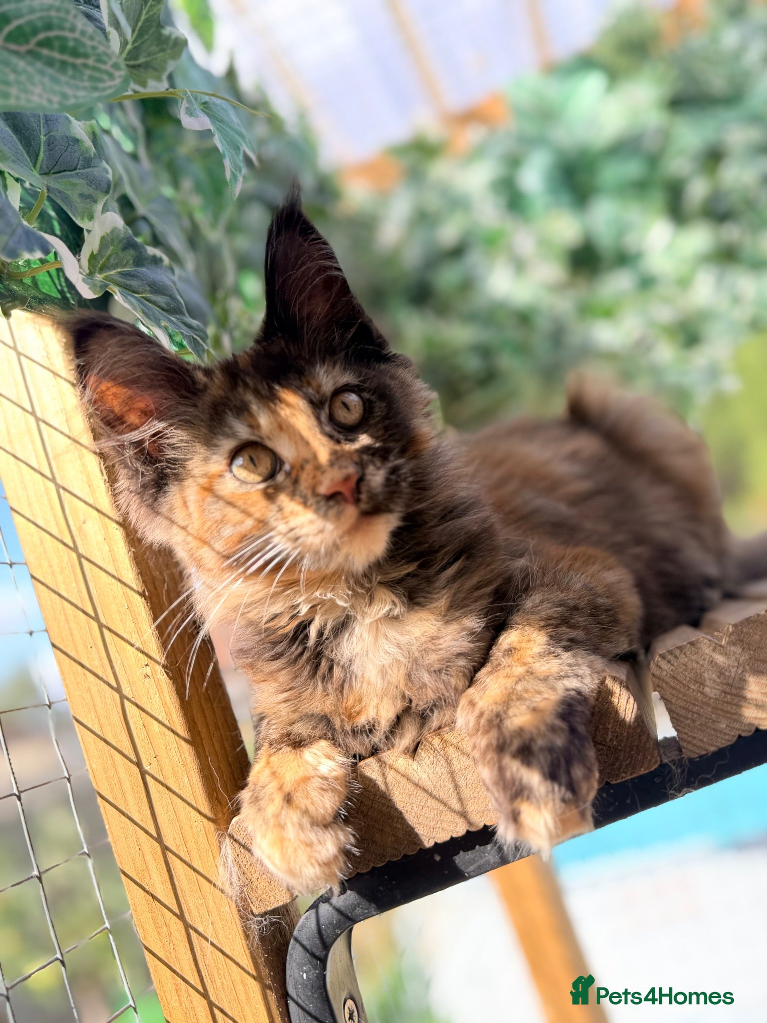 Maine Coon cats Ready now, Registered Maine Coon kittens - Advert 3