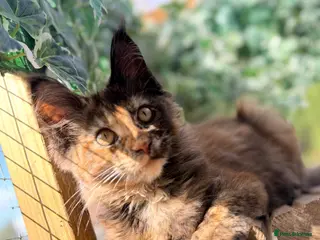 Maine Coon cats Ready now, Registered Maine Coon kittens - Advert 3