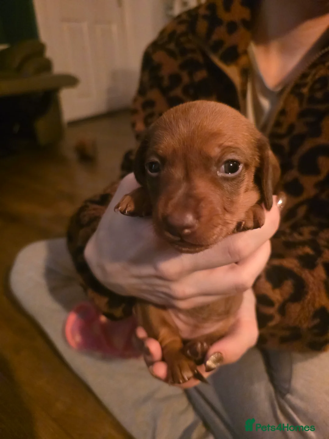 Miniature Dachshund dogs for sale: Miniature daschund puppies  - Advert 3