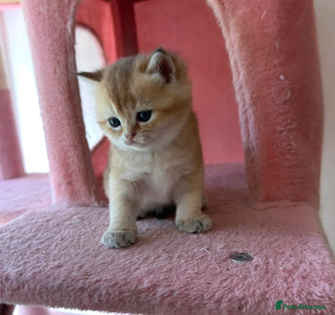 British Shorthair cats for sale: looking for new home!!!  - Advert 2