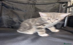 British Shorthair cats for sale: Silver grey tabby cats - Image 4