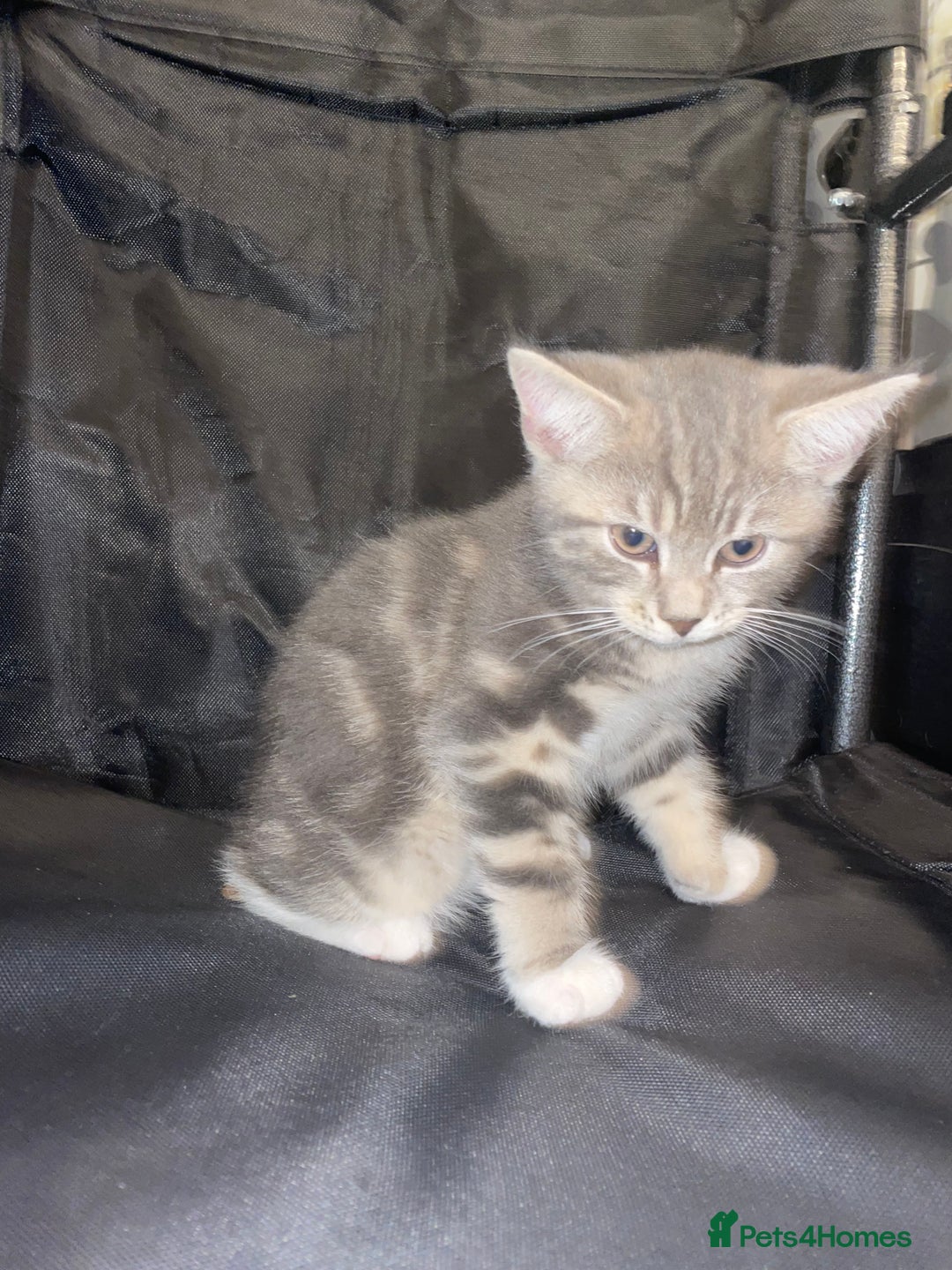 British Shorthair cats for sale: Silver grey tabby cats - Image 4