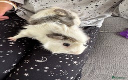 Guinea Pig rodents for sale: Two 9 month old male guinea pigs  - Image 2