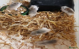 Hamster rodents for sale: Roborovski Hamsters Females   - Image 2