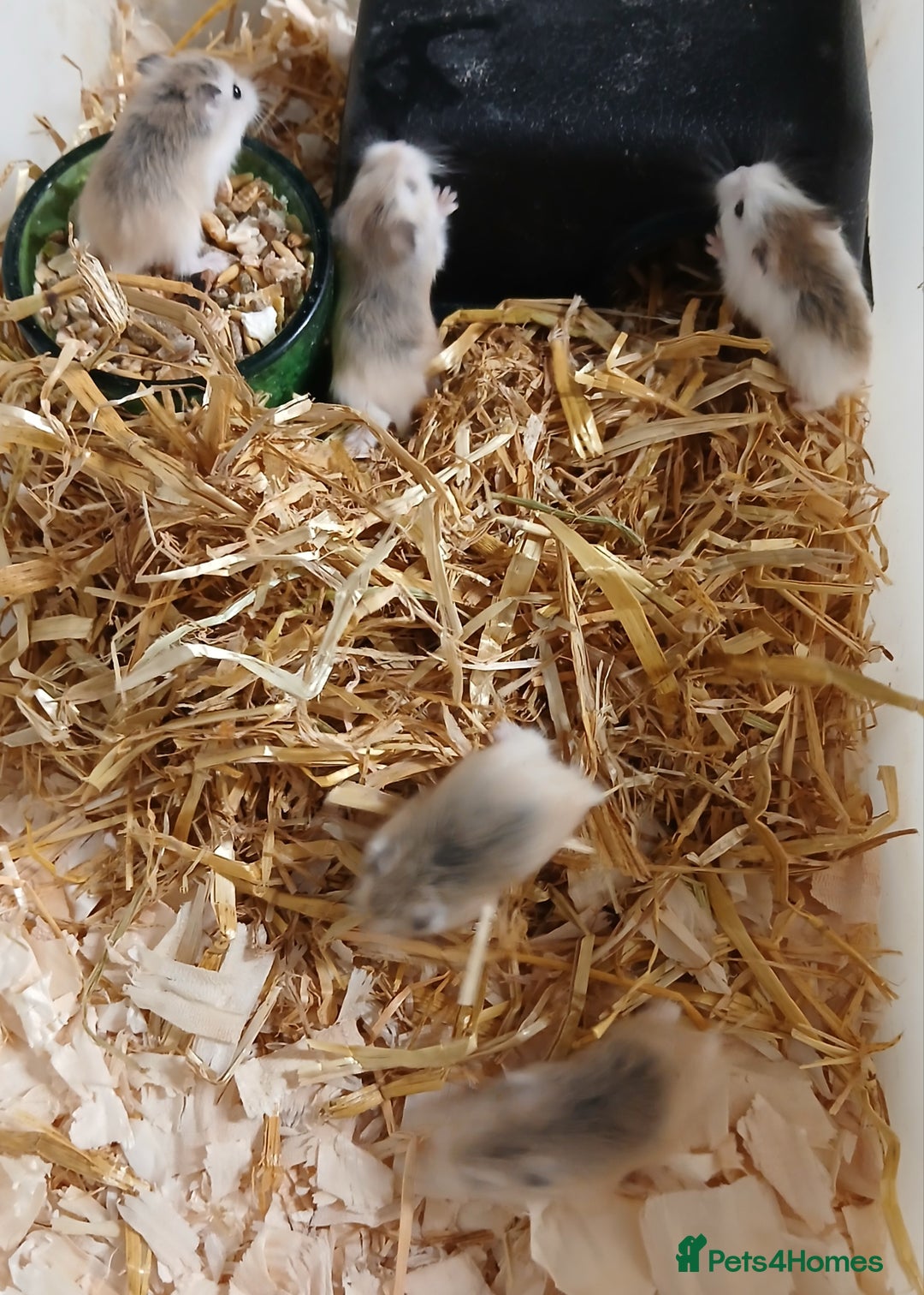 Hamster rodents for sale: Roborovski Hamsters Females   - Image 2