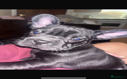 French Bulldog dogs for sale: Beautiful French bulldogs.  - Image 4