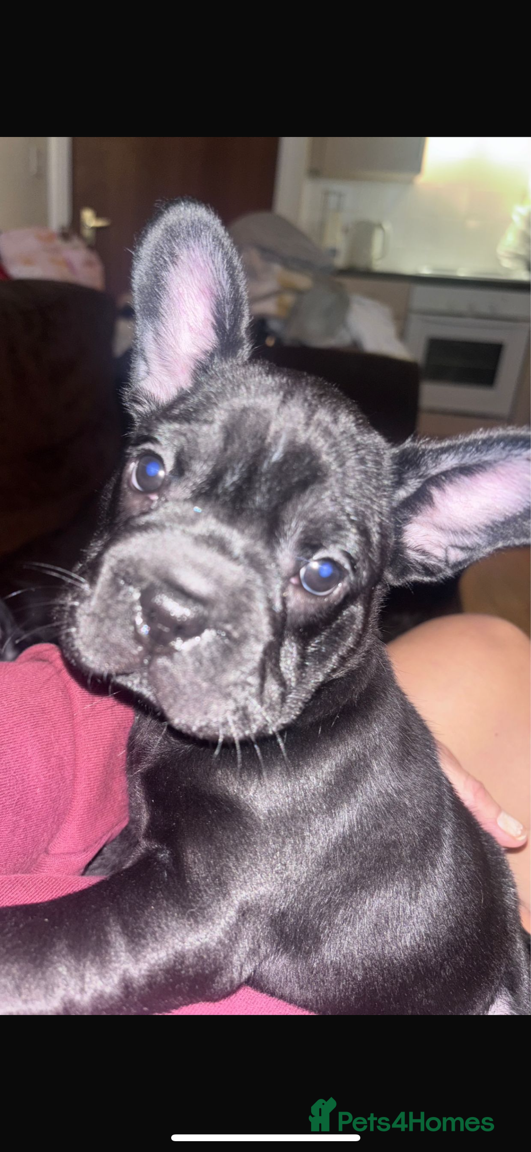 French Bulldog dogs for sale: Beautiful French bulldogs.  - Image 4