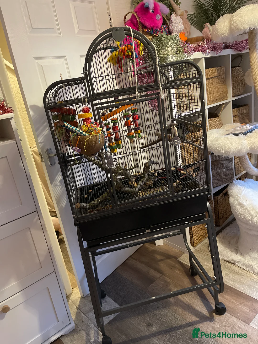 Ringnecks birds for sale: indian ringneck// cage  - Advert 3