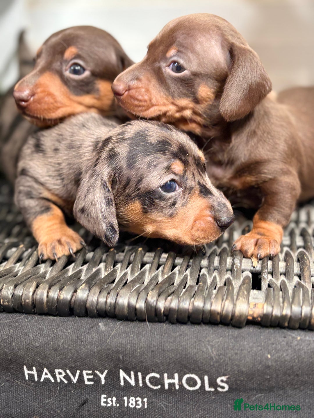 Miniature Dachshund dogs for sale: Miniature Daschund KC. PRA-OI-CRD-PRA-NCL - Image 7