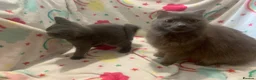 Scottish Fold cats for sale: Lovely & Energetic, Blue Scottish Straight Kitten! - Advert 12