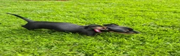 Miniature Dachshund dogs for sale: 🐾 Beautiful Miniature Dachshund Puppies 🐾 - Advert 5