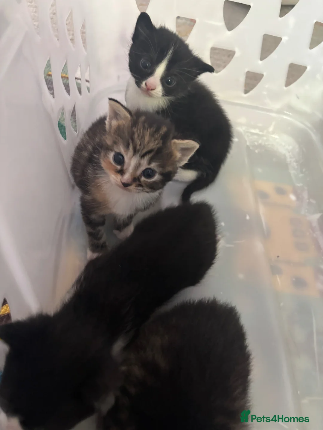 Mixed Breed cats for sale: 3 kittens for sale  - Advert 2