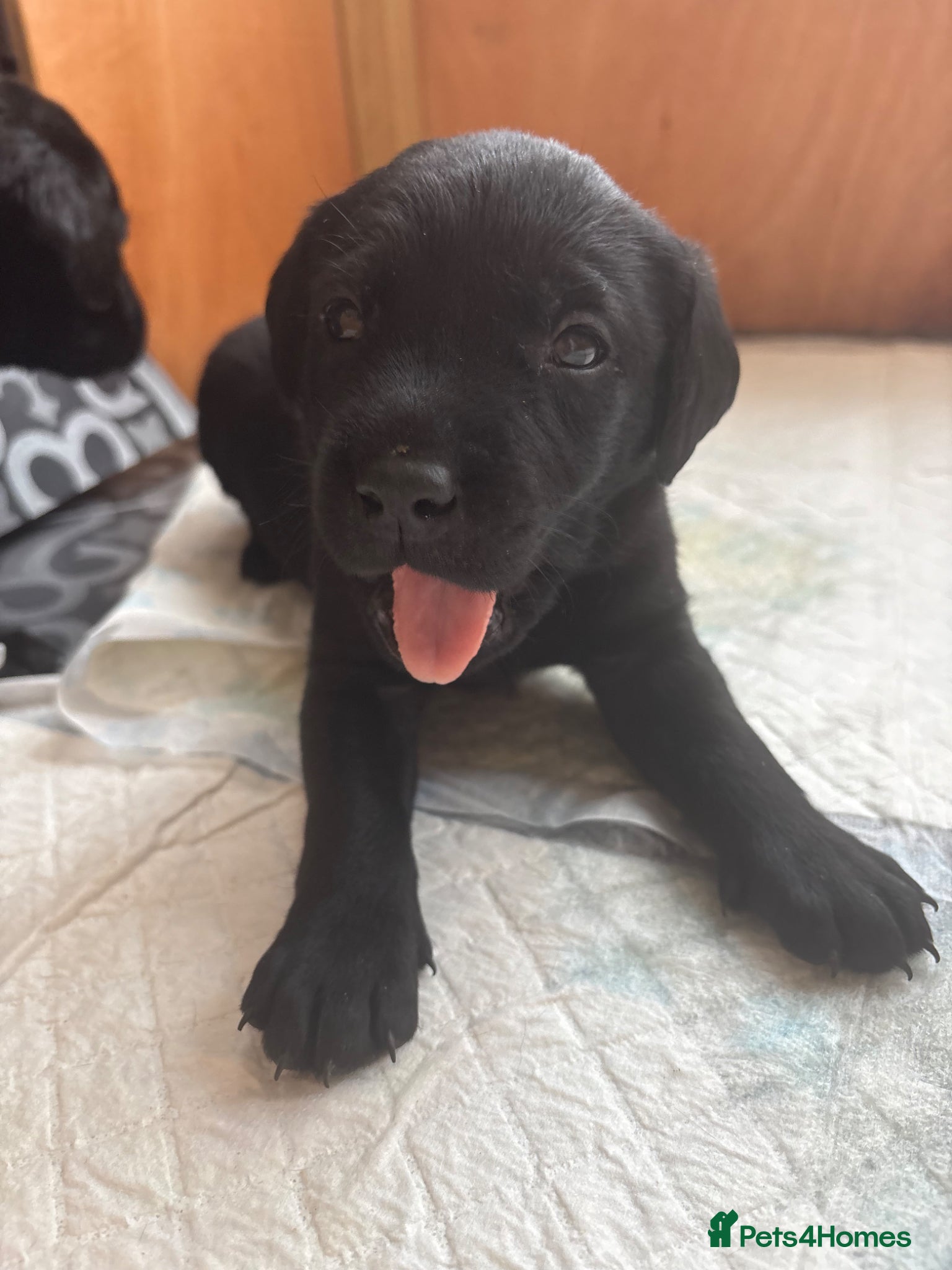 Labrador Retriever dogs 💙2 Boys Remaining💙 KC Reg Black Labradors 🐾 - Advert 1