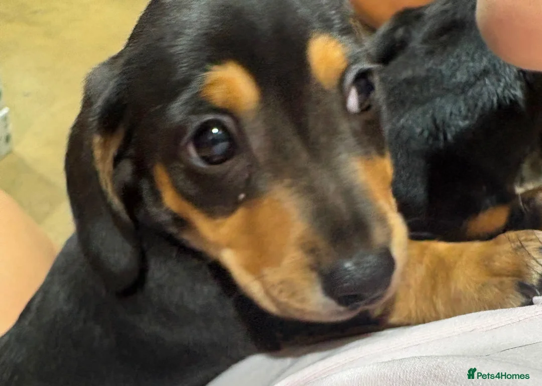 Miniature Dachshund dogs for sale: Mini dachshund for sale females  in Wisbech - Advert 2
