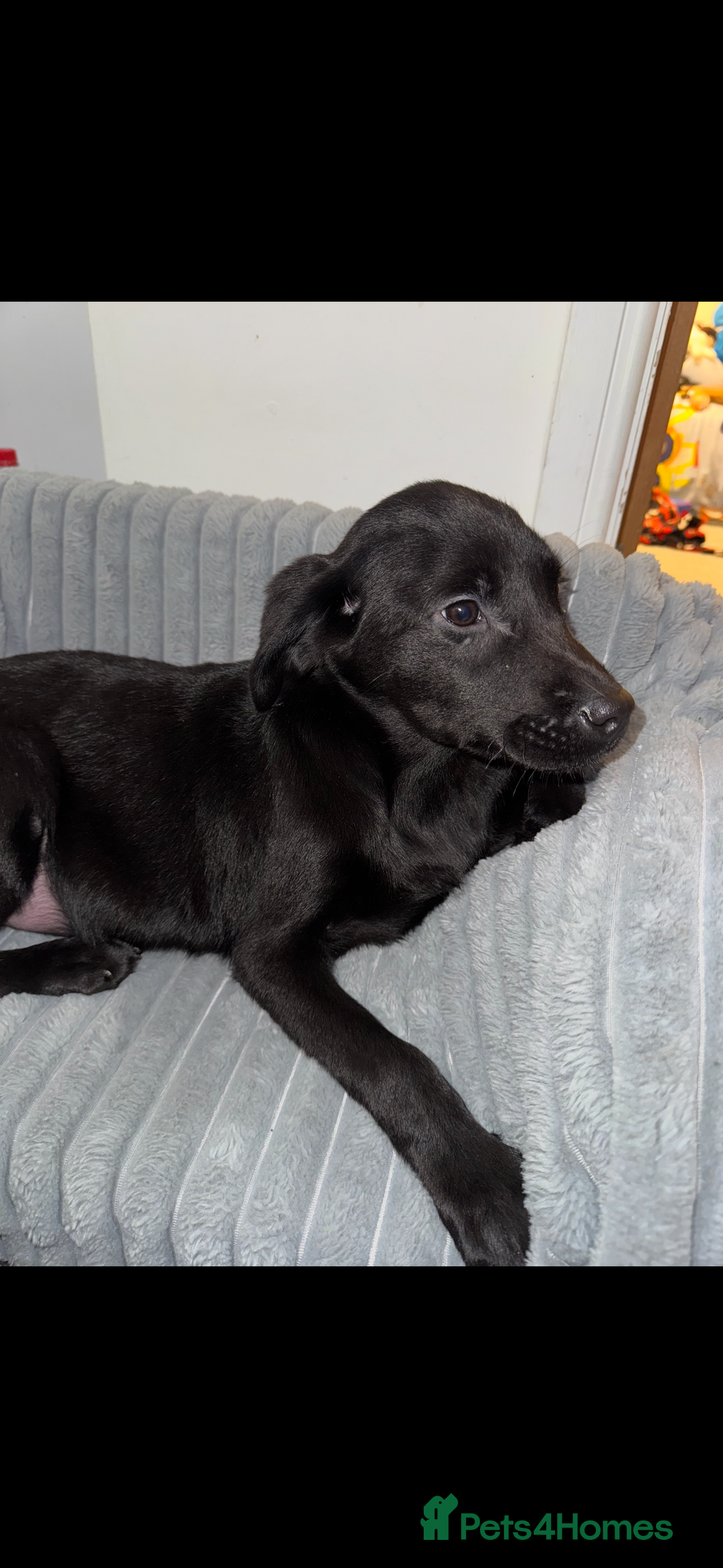 Labrador Retriever dogs for sale: Labrador puppies  - Advert 2