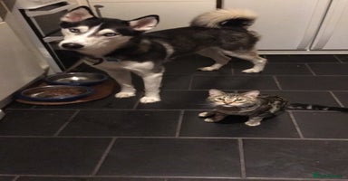 RagaMuffin cats - Advert 12