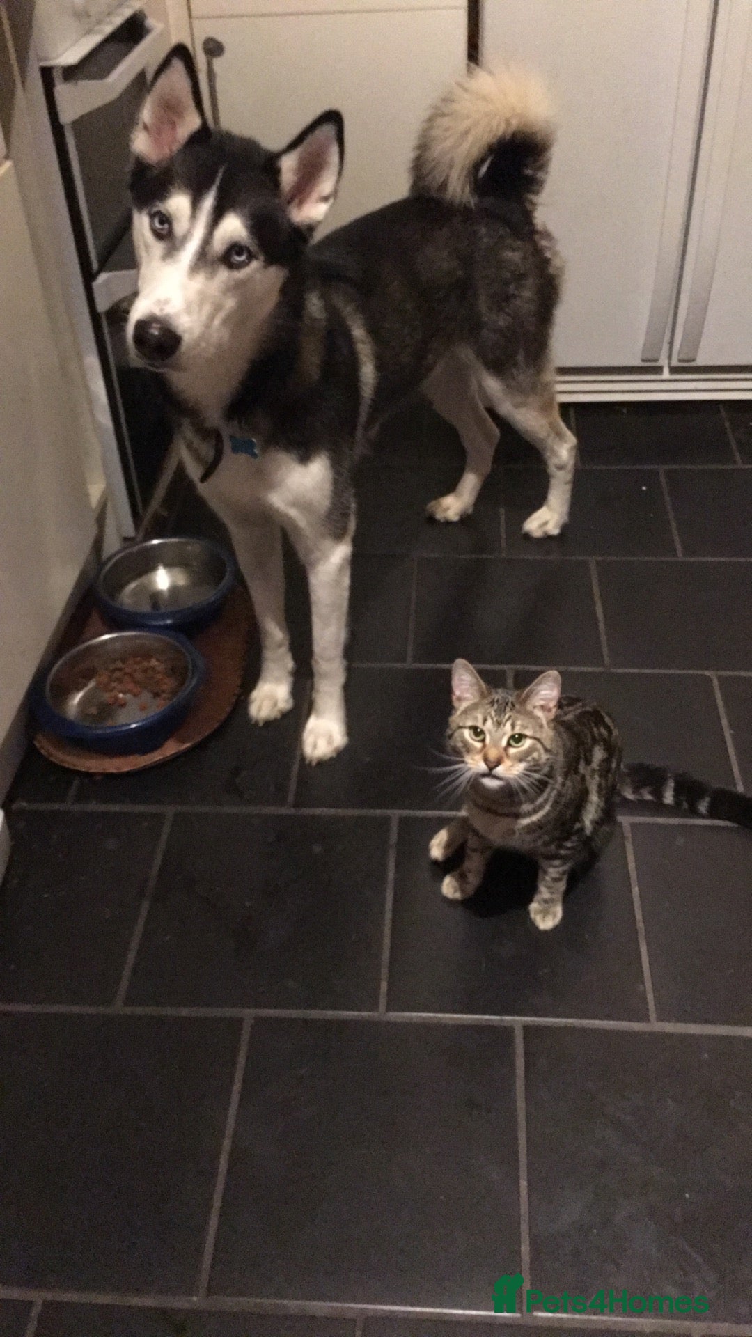 RagaMuffin cats for sale: Looking to rehome my cat (no fee) - Image 2