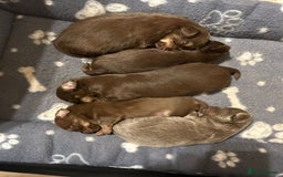 Chihuahua dogs for sale: KC Reg Chocolate and Tan Long-Coat Chihuahua Puppy - Image 6