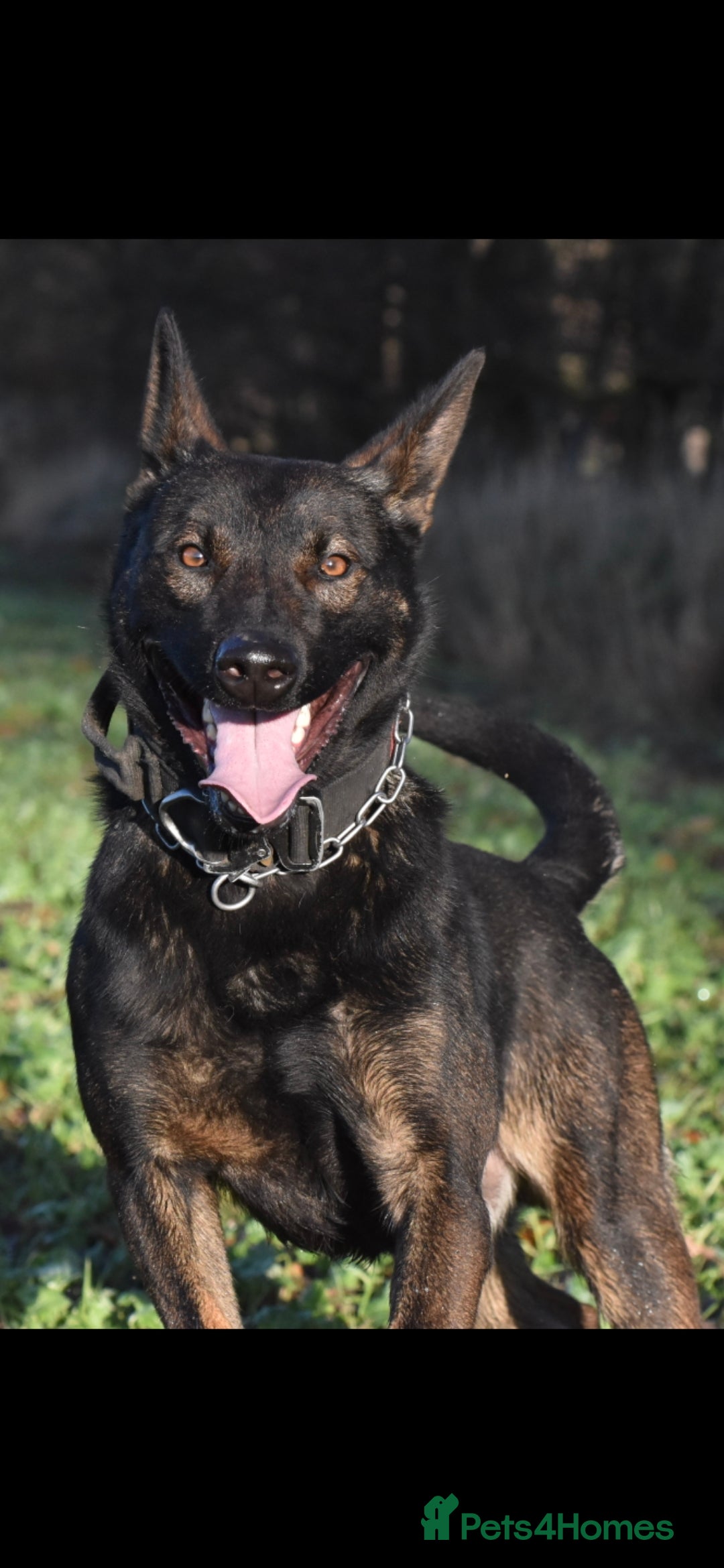 Belgian Shepherd Dog dogs for sale: Exclusive bloodlines  - Advert 24