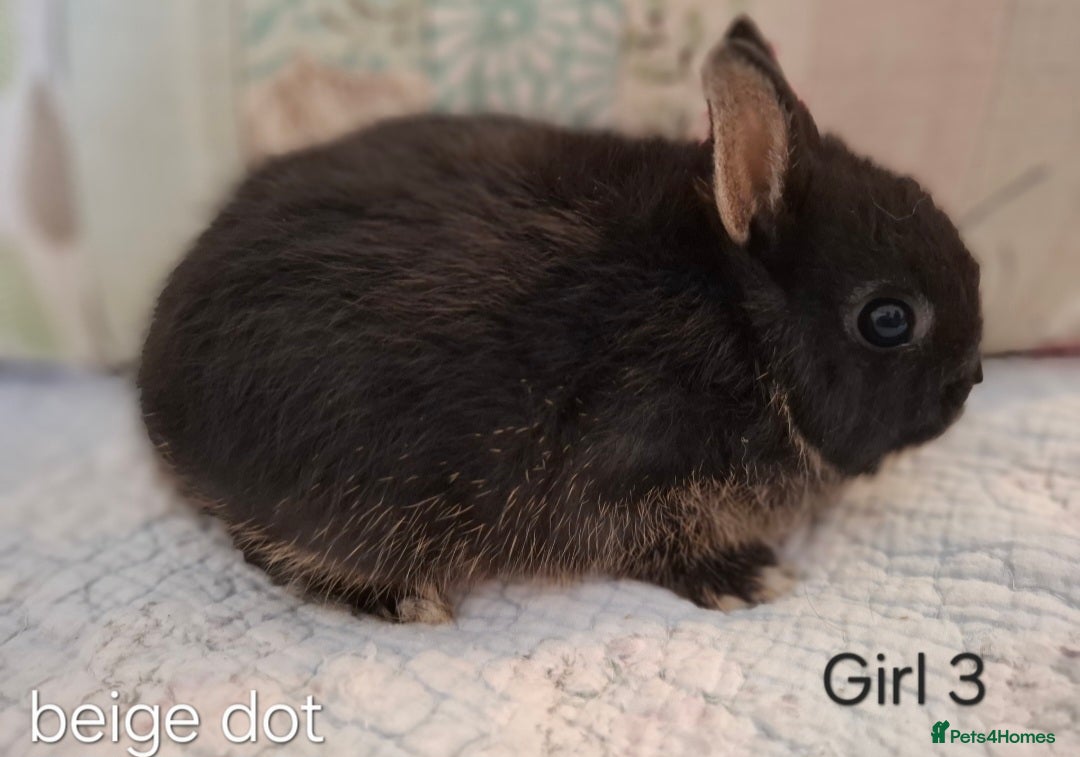 Netherland Dwarf rabbits for sale: Purebred Netherland Dwarf Young Rabbits  - Advert 2