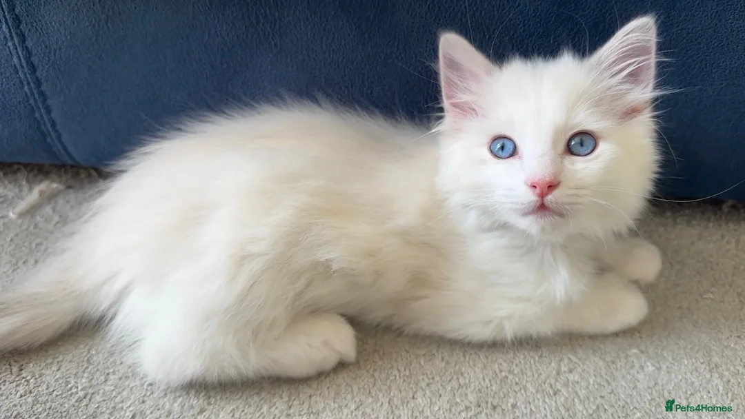 Ragdoll cats for sale: 3 Ragdoll kittens, two boys left - Advert 2