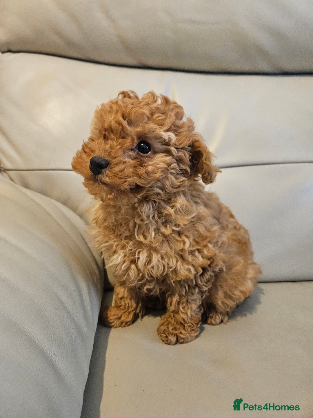 Toy Poodle dogs for sale: Last toy poodle boy remaining  - Advert 10