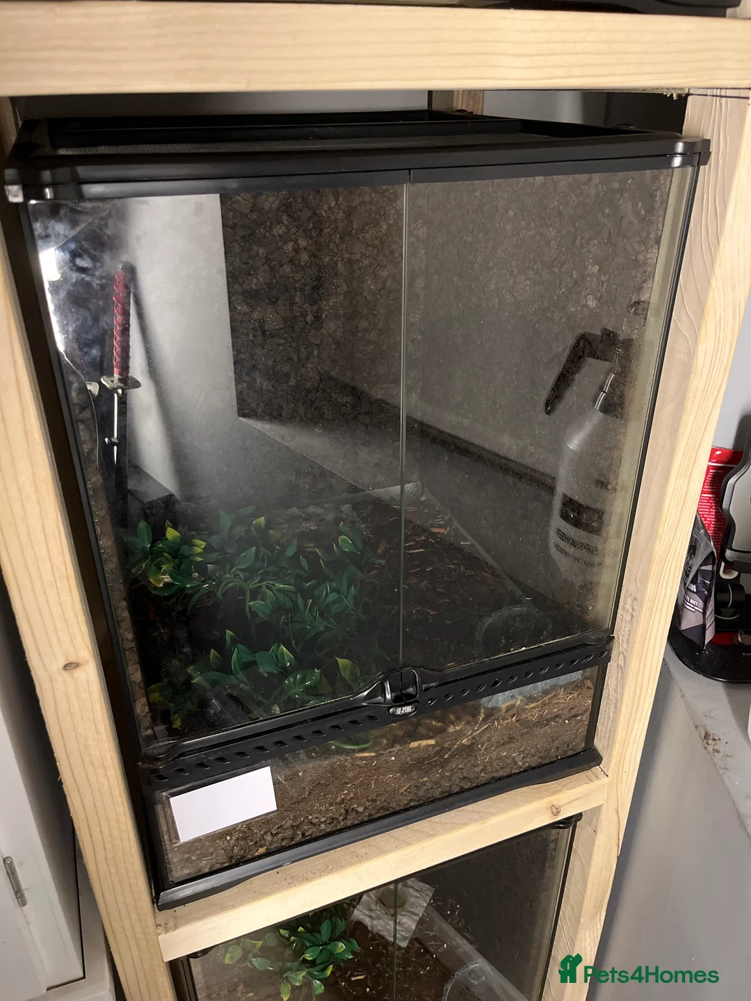 Gecko reptiles for sale: 3x crested geckos and terrariums in Hayling Island - Advert 4