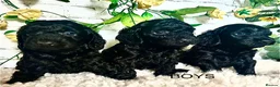 Cockapoo dogs for sale: Rare Blue Merle Cockapoo Puppies  - Advert 10