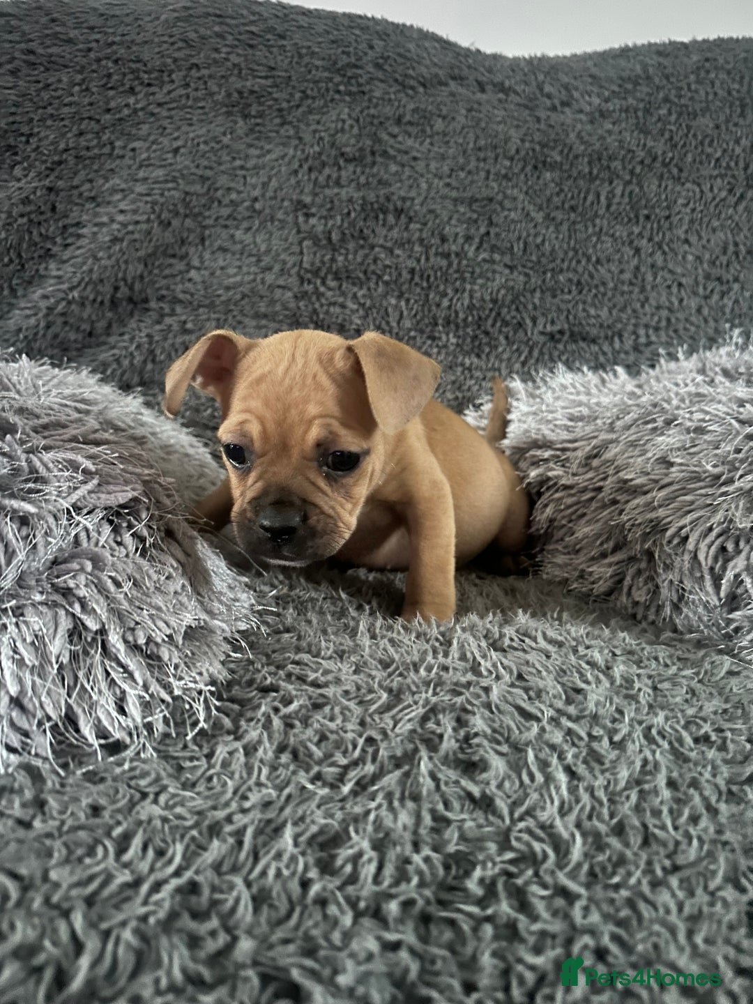 Mixed Breed dogs for sale: Rare breed French Bulldog x English bulldog   - Image 19