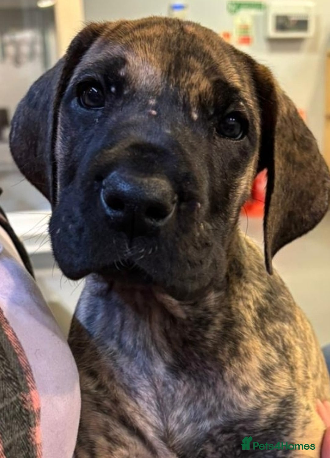 Great Dane dogs for sale: READY,FULLY VACC'D Stunning Brindle Great Dane Pup - Advert 3