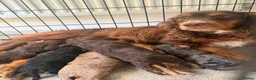 Cockapoo dogs for sale: ** COCKAPOOS PUPPIES AVAILABLE ** - Advert 10