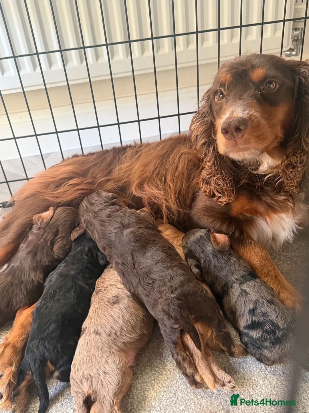 Cockapoo dogs for sale: ** COCKAPOOS PUPPIES AVAILABLE ** - Advert 10