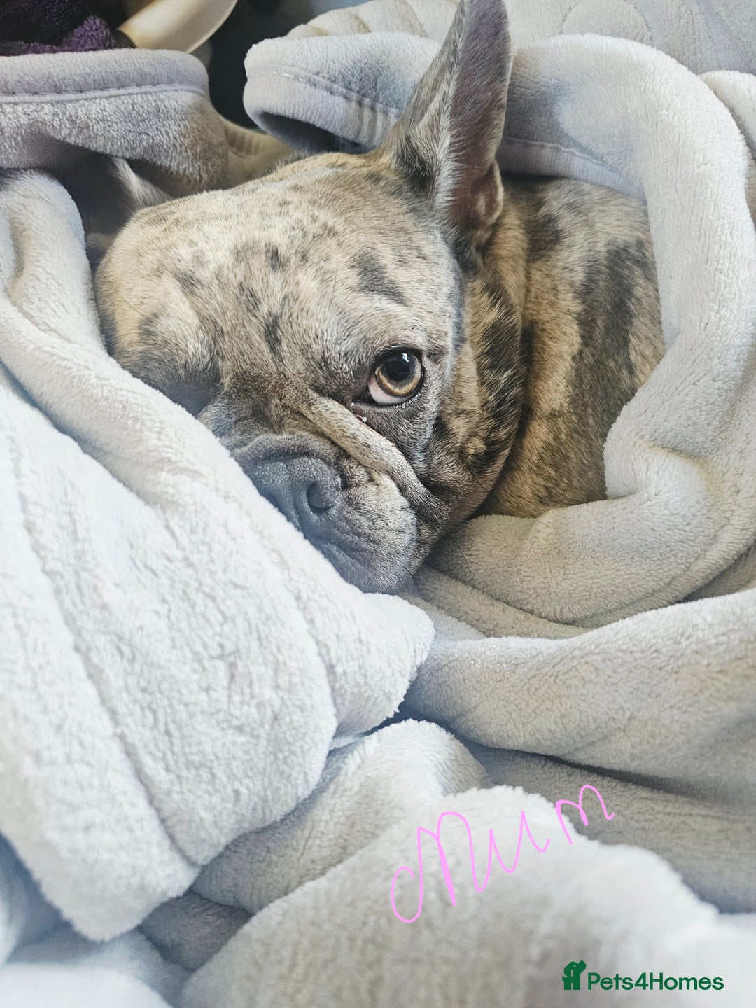 French Bulldog dogs for sale: French bulldog puppies  - Advert 14