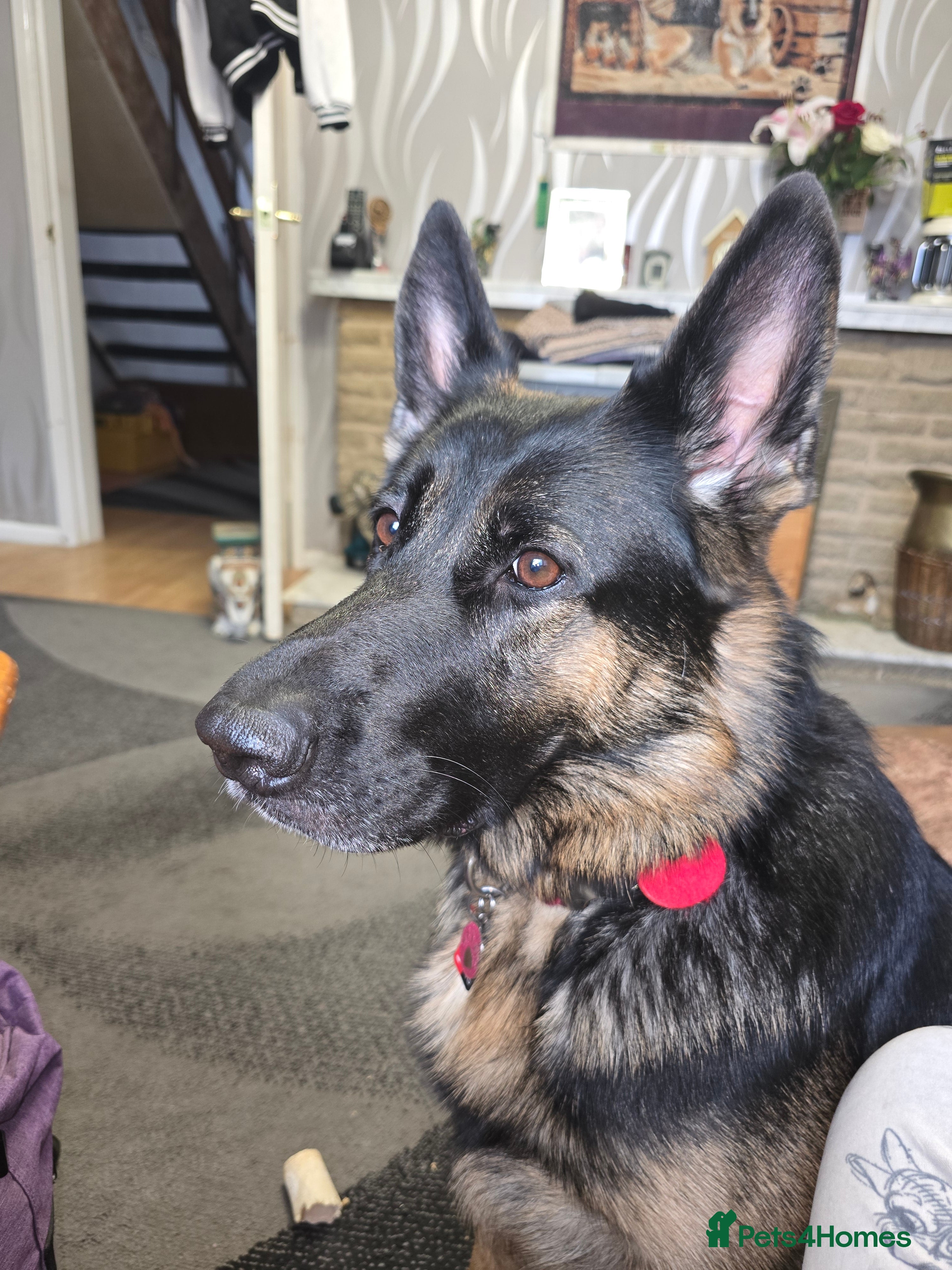 Mixed Breed dogs Cross between gsd/whippet/Huskey - Advert 1