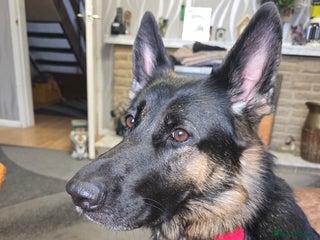 Mixed Breed dogs Cross between gsd/whippet/Huskey - Advert 1