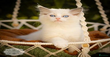 Ragdoll cats - Advert 1