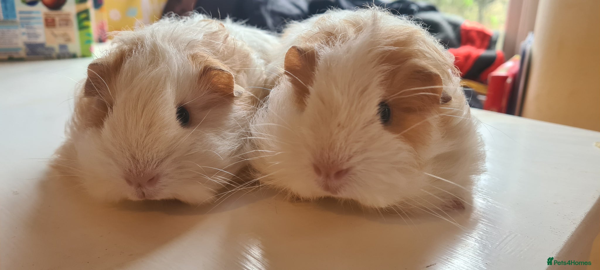 Guinea Pig rodents Pair of baby sheltie boys - Advert 2