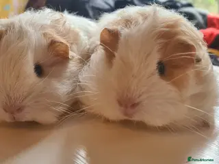 Guinea Pig rodents Pair of baby sheltie boys - Advert 1