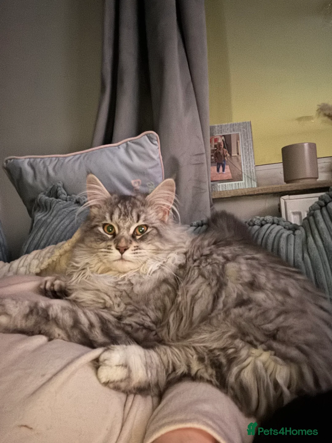 Maine Coon cats for sale: Bsh and Maine coon  - Advert 1