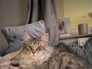 Maine Coon cats Multiple cats for sale - Advert 1