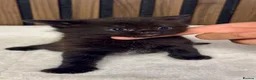 British Longhair cats for sale: 6 Fluffy White or Black Kittens | Ready in 3 Days! - Advert 20