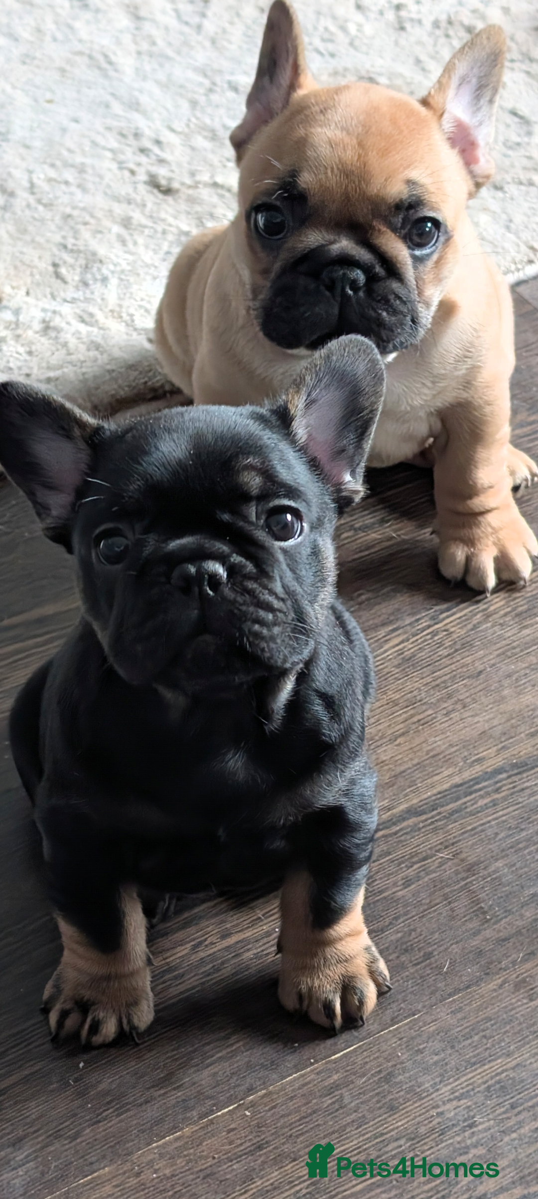 French Bulldog dogs for sale: Stunning Red fawn black & tan KC reg frenchie pups - Image 6