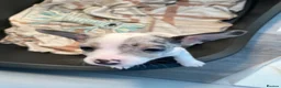 Jack Russell dogs for sale: 3 left!!! Jackrussle puppies - Advert 3